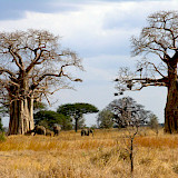 Tarangire & Serengeti